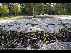 The olive net function