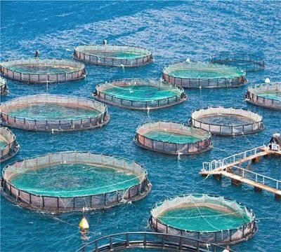 Top Rated Knotless Deep Sea Fishing Net Making Machine